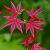 Acer palmatum ‘Beni Maiko’ – Japán juhar cserje