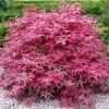 Acer palmatum ‘Beni Maiko’ – Japán juhar cserje