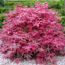 Acer palmatum ‘Beni Maiko’ – Japán juhar cserje