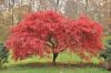 Acer palmatum ‘Beni Maiko’ – Japán juhar cserje