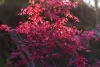 Acer palmatum ‘Beni Maiko’ – Japán juhar cserje