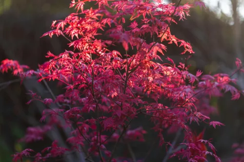 Acer palmatum ‘Beni Maiko’ – Japán juhar cserje