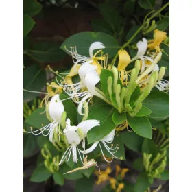   Japán kúszólonc - Lonicera 'Hall's prolific'