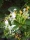 Japán kúszólonc - Lonicera 'Hall's prolific'