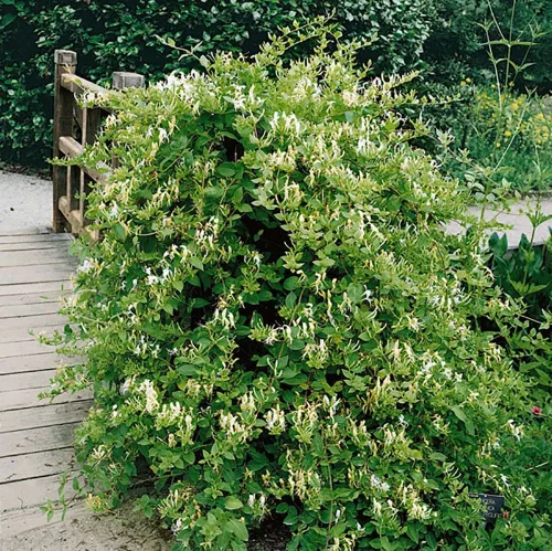 Japán kúszólonc - Lonicera 'Hall's prolific'