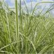 Japánfű - Calamagrostis x acutiflora 'Overdam' 