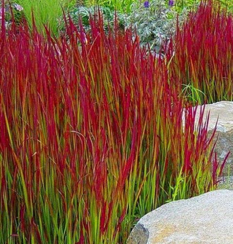 Vörös Alangfű - Imperata cylindrica ‘Red Baron'