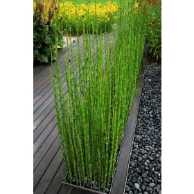 Japán zsurló -  Equisetum japonicum