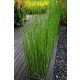 Japán zsurló -  Equisetum japonicum