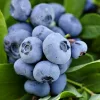Kék áfonya - Vaccinium corymbosum 'Brigitta Blue'