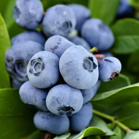   Kék áfonya - Vaccinium corymbosum 'Brigitta Blue'