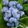 Kék áfonya - Vaccinium corymbosum 'Brigitta Blue'