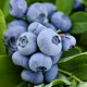 Kék áfonya - Vaccinium corymbosum 'Brigitta Blue'