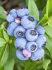 Kék áfonya - Vaccinium corymbosum 'Brigitta Blue'