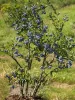 Kék áfonya - Vaccinium corymbosum 'Brigitta Blue'