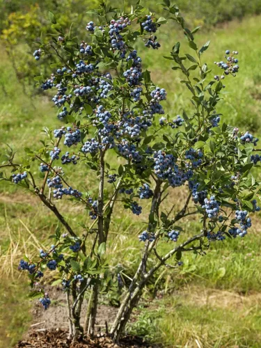 Kék áfonya - Vaccinium corymbosum 'Brigitta Blue'