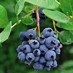 Kék áfonya - Vaccinium 