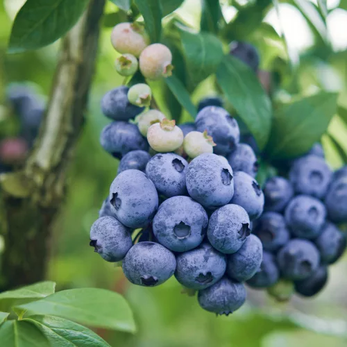 Kék áfonya - Vaccinium 