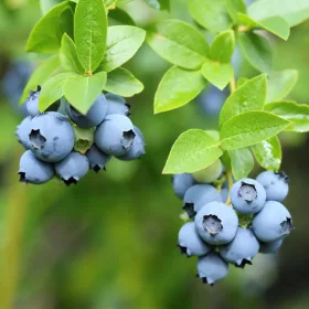 Áfonya- Vaccinium corymbosum "Duke"