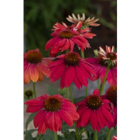   Piros virágú Kasvirág - Echinacea Purpurea "Lakota Red"