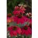 Piros virágú Kasvirág - Echinacea Purpurea "Lakota Red"