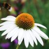 Fehér Kasvirág - Echinacea purpurea 'Alba' -9cs