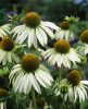 Fehér Kasvirág - Echinacea purpurea 'Alba' -9cs