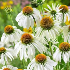   Fehér virágú Kasvirág - Echinacea Purpurea "White Swan" - 9cs