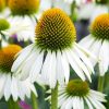 Fehér virágú Kasvirág - Echinacea Purpurea "White Swan" - 9cs