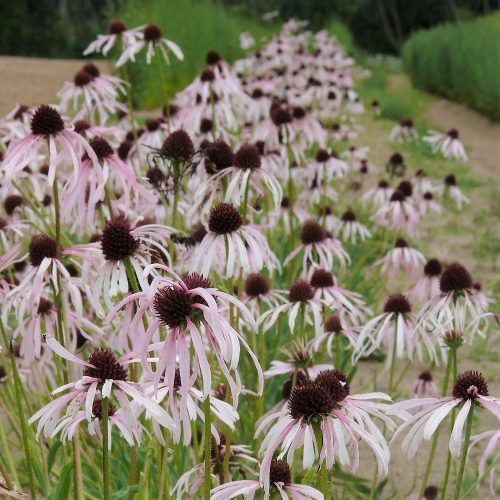Halvány kasvirág - Echinacea pallida - cs9