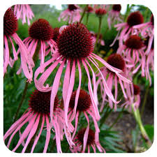 Halvány kasvirág - Echinacea pallida - cs9