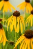 Sárga kasvirág - Echinacea paradoxa