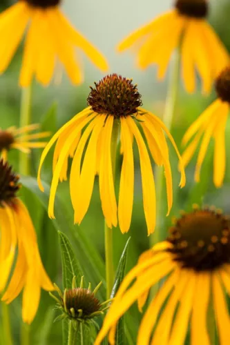 Sárga kasvirág - Echinacea paradoxa