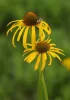 Sárga kasvirág - Echinacea paradoxa