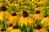 Sárga kasvirág - Echinacea paradoxa