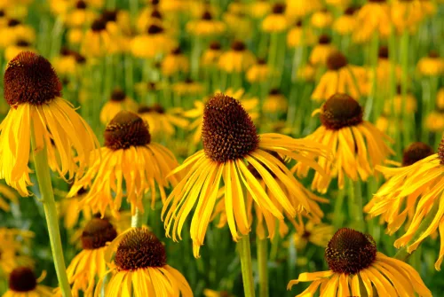 Sárga kasvirág - Echinacea paradoxa