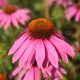 Bíbor kasvirág - Echinacea purpure "Magnus" - 9cs