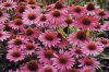 Bíbor kasvirág - Echinacea purpure "Magnus" - 9cs