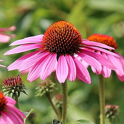Bíbor kasvirág - Echinacea purpure "Magnus" - 9cs