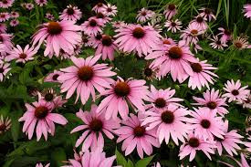 Bíbor kasvirág - Echinacea purpure "Magnus" - 9cs