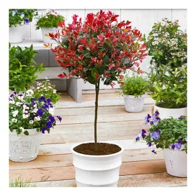 Törzses korallberkenye - Photinia Fraseri ‘Red Robin’