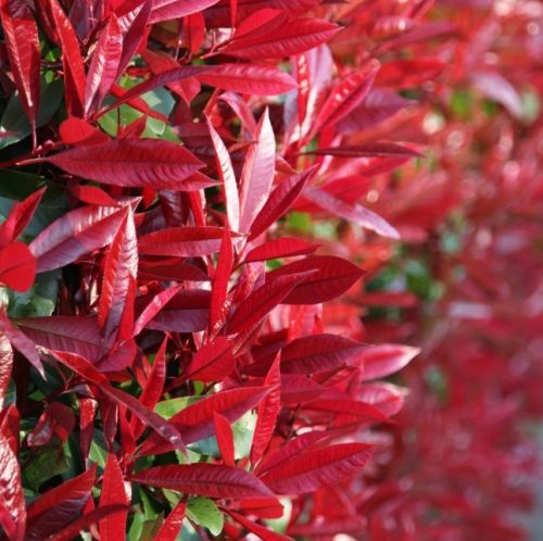 Törzses korallberkenye - Photinia Fraseri ‘Red Robin’