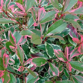 Korallberkenye - Photinia x fraseri ‘Pink Marble’