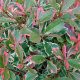 Korallberkenye - Photinia x fraseri ‘Pink Marble’