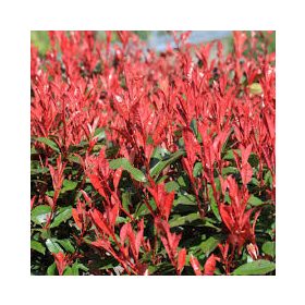 Korallberkenye - PHOTINIA SERRULATA 'RED ROBIN'