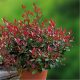 Korallberkenye - PHOTINIA SERRULATA 'RED ROBIN'