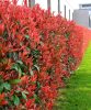 Korallberkenye - PHOTINIA SERRULATA 'RED ROBIN'