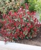 Korallberkenye - PHOTINIA SERRULATA 'RED ROBIN'