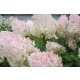 Bugás hortenzia - "Silver Dollar" - Hydrangea Paniculata - 5L