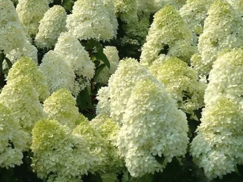 Bugás hortenzia - "Silver Dollar" - Hydrangea Paniculata - 5L